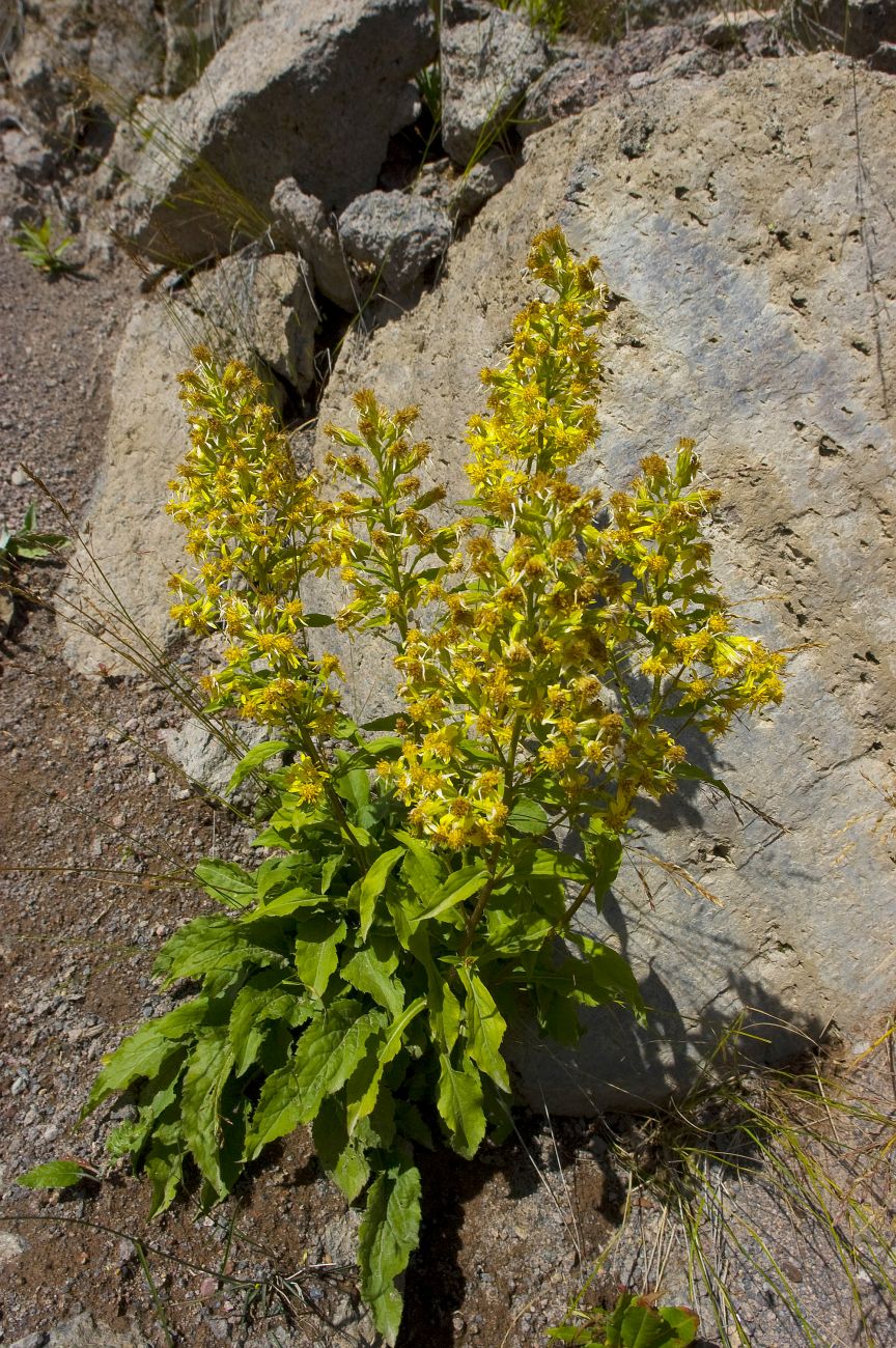 Image of Solidago virgaurea specimen.