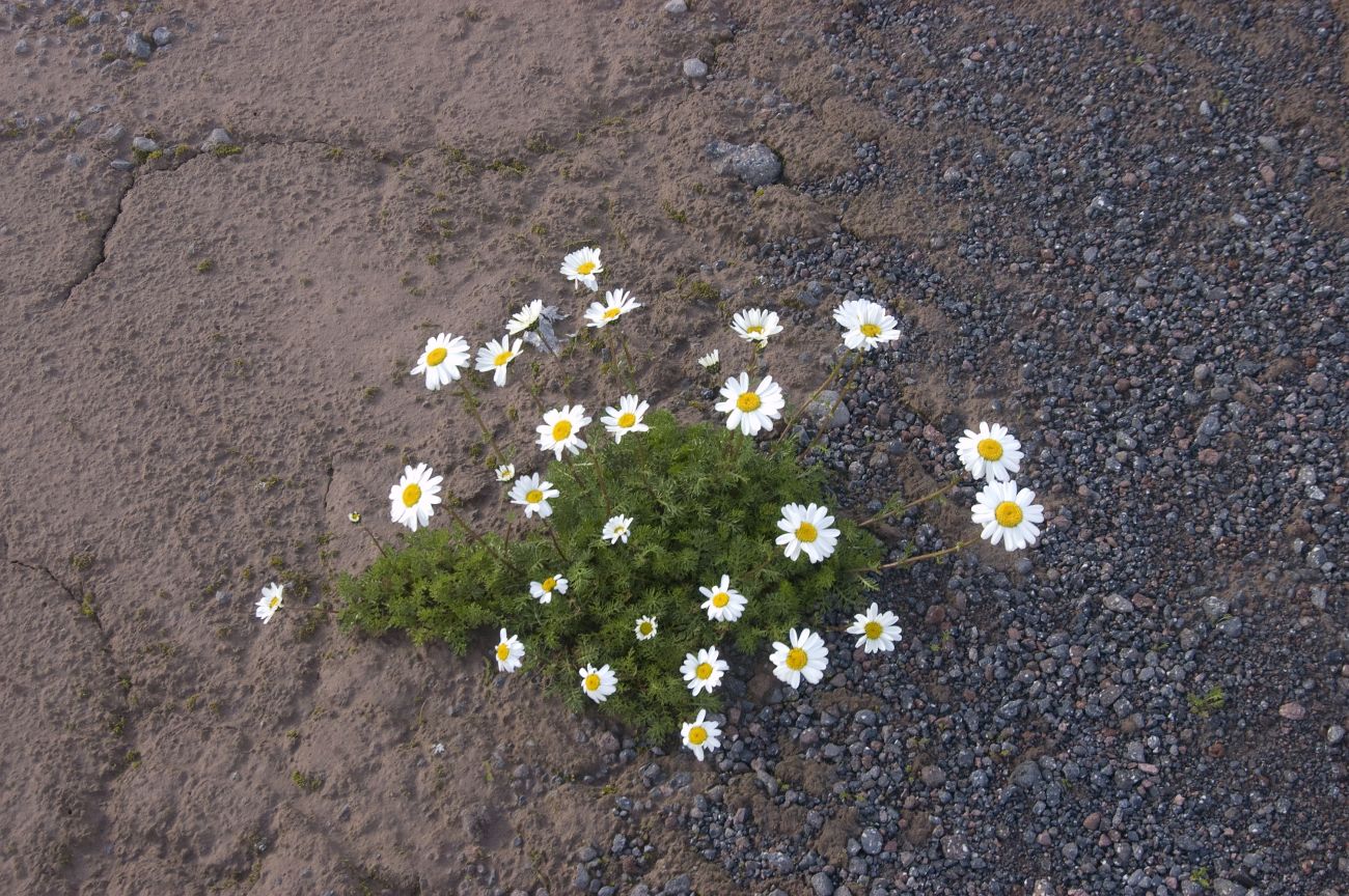 Image of Anthemis iberica specimen.