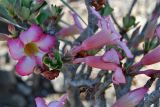 Adenium obesum