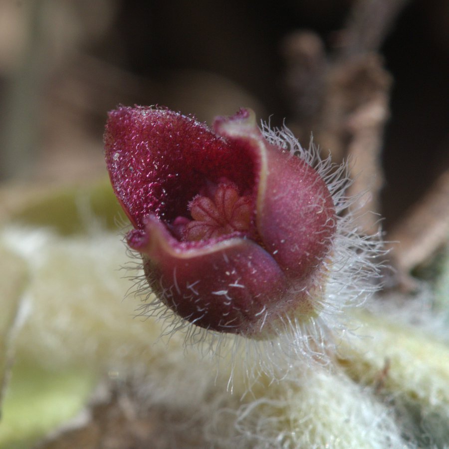 Image of Asarum europaeum specimen.