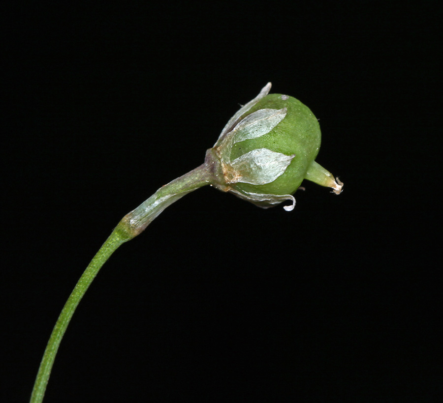 Image of Allium monanthum specimen.