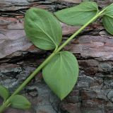 Vincetoxicum albovianum