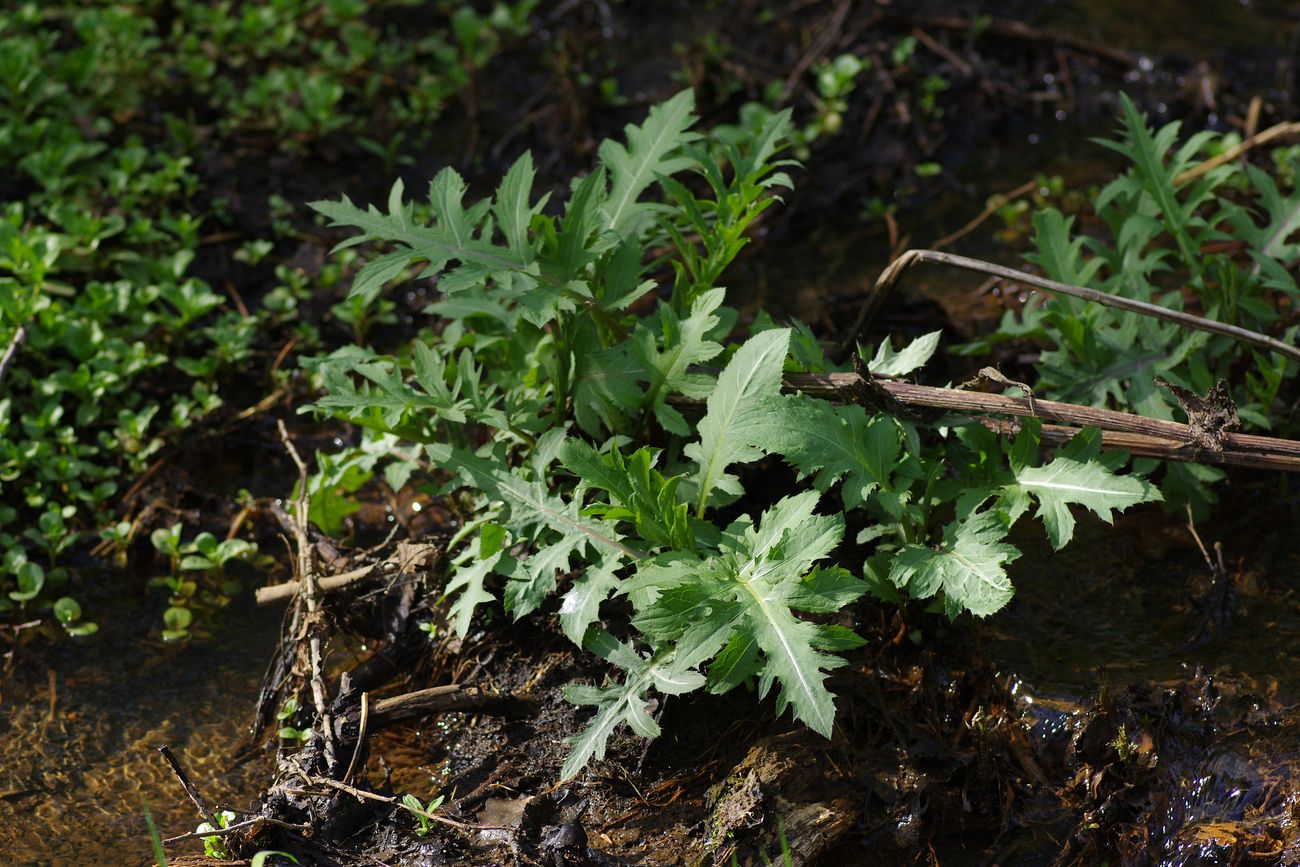 Изображение особи Cirsium oleraceum.