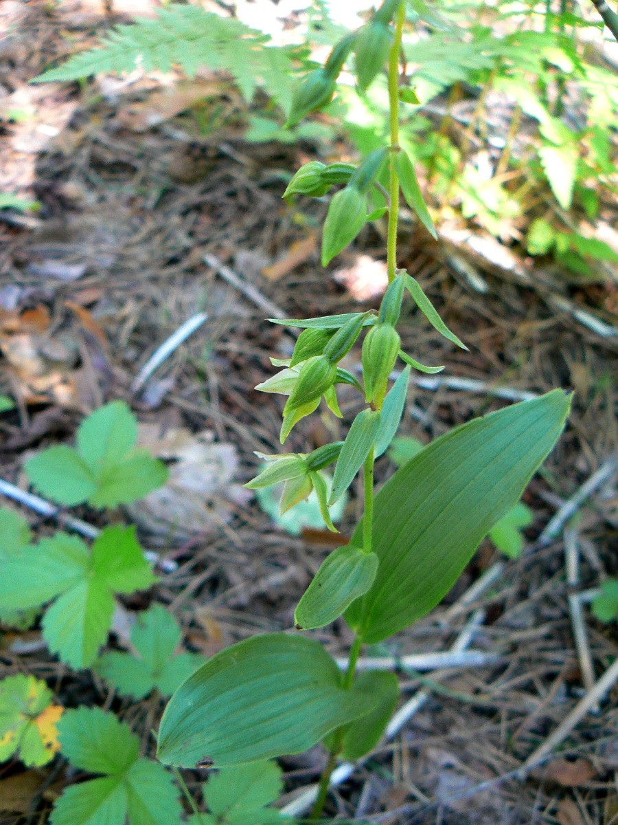 Изображение особи Epipactis helleborine.