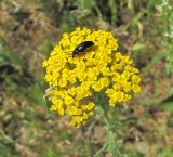 Achillea arabica