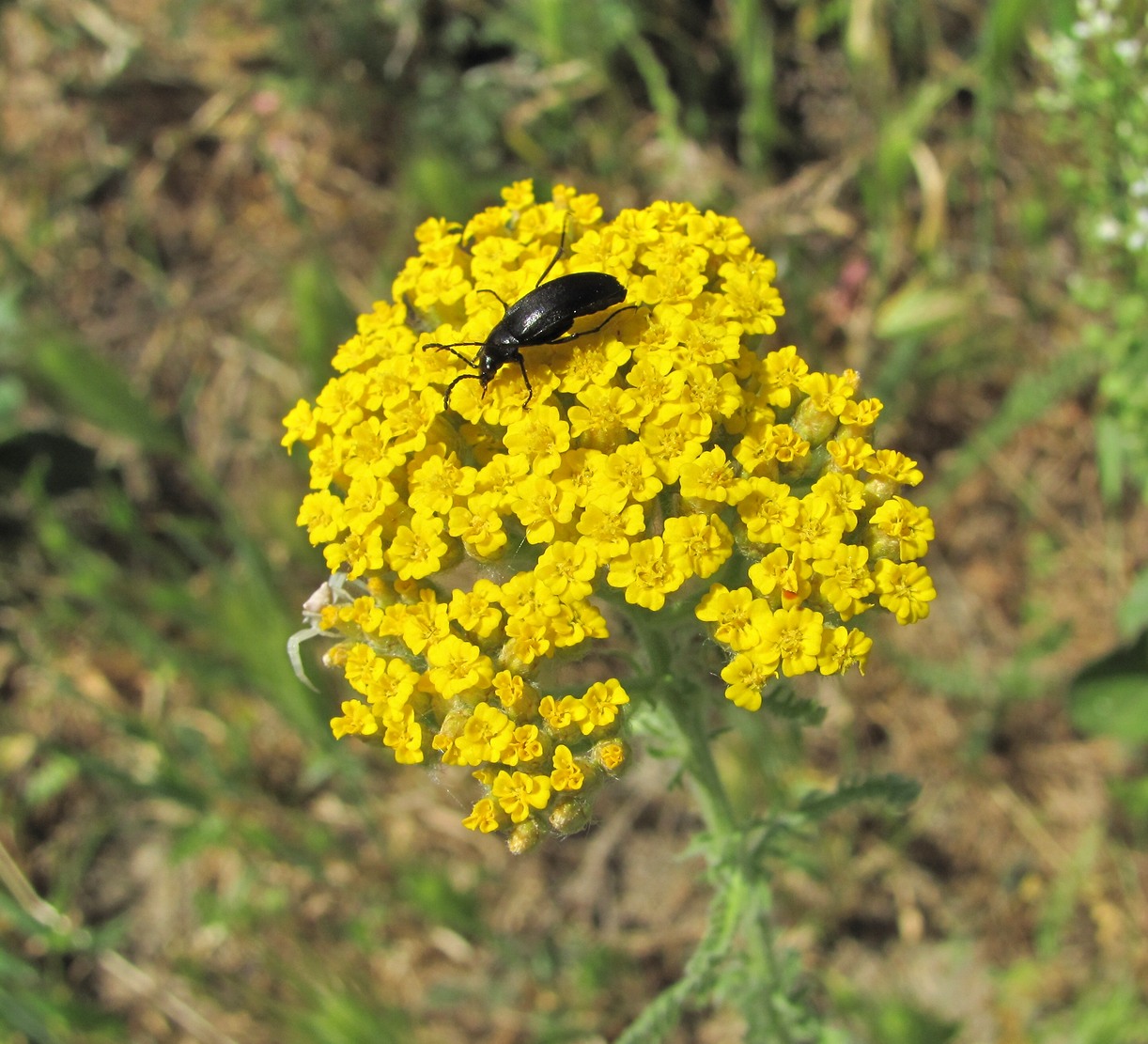 Image of Achillea arabica specimen.