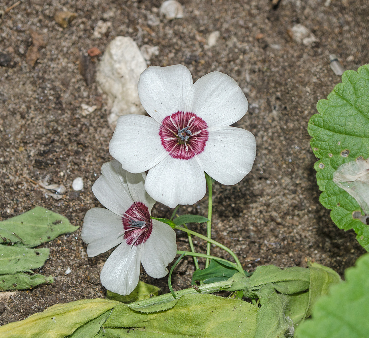 Image of Linum grandiflorum specimen.