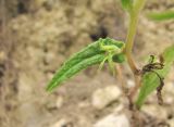 genus Campanula. Часть побега. Кабардино-Балкария, Эльбрусский р-н, окр. с. Бедык, каменистое место. 08.08.2018.
