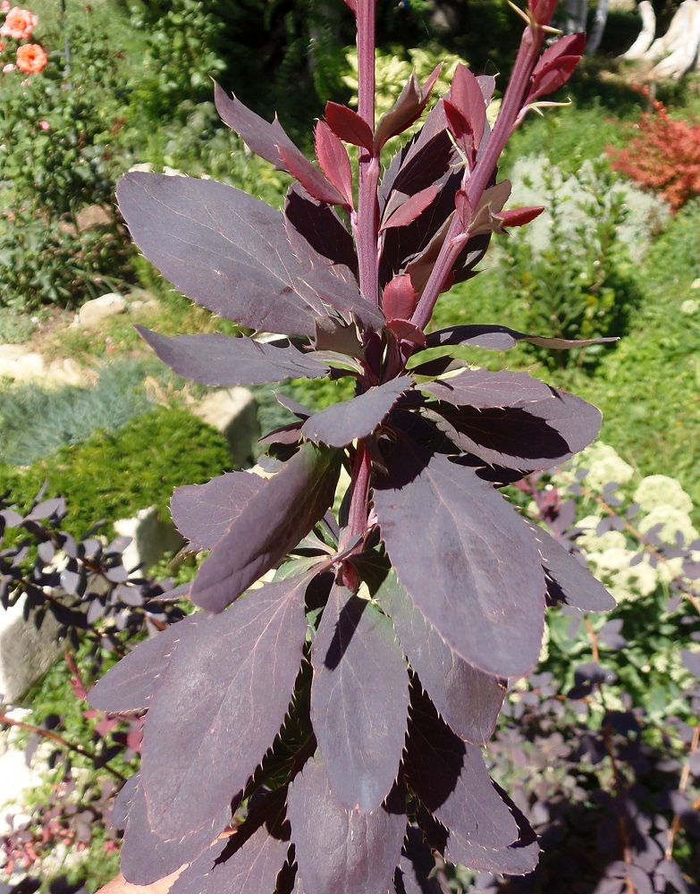 Image of Berberis vulgaris f. atropurpurea specimen.