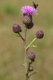 Cirsium setosum. Верхушка цветущего растения с кормящейся ежемухой. Башкирия, окр. г. Стерлитамак, сенокосный луг. 01.09.2018.