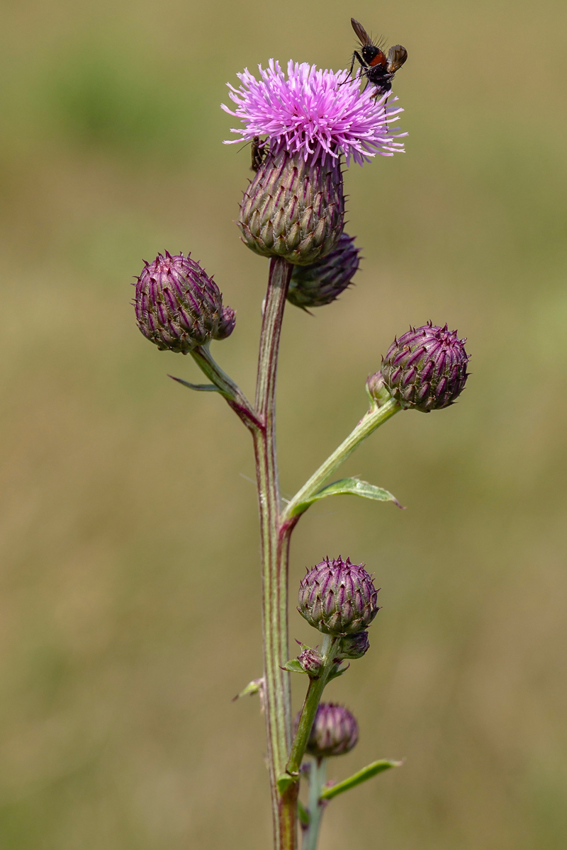 Изображение особи Cirsium setosum.