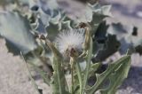 Lactuca tatarica. Верхушка плодоносящего растения в сообществе с Eryngium maritimum. Крым, Черноморский р-н, окр. с. Знаменское, окр. городища Беляус, песчаный пляж. 05.09.2018.