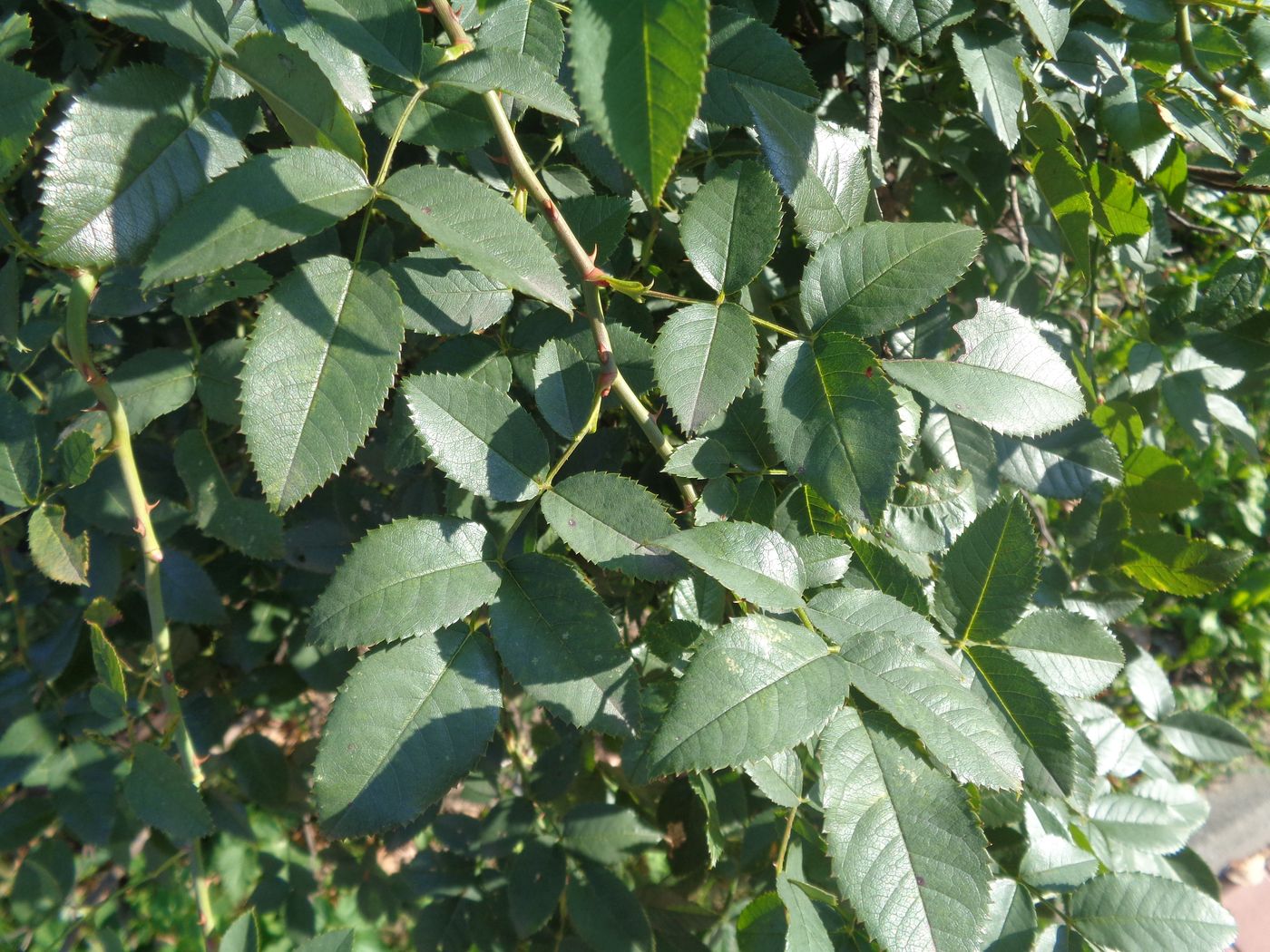 Image of genus Rosa specimen.