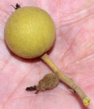 Juglans microcarpa
