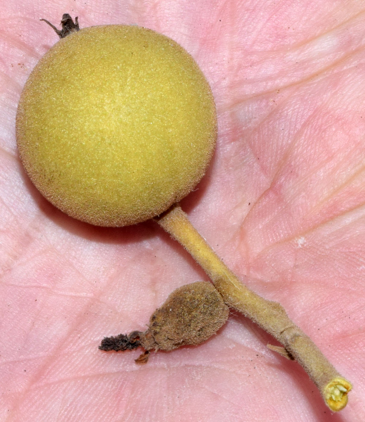 Image of Juglans microcarpa specimen.