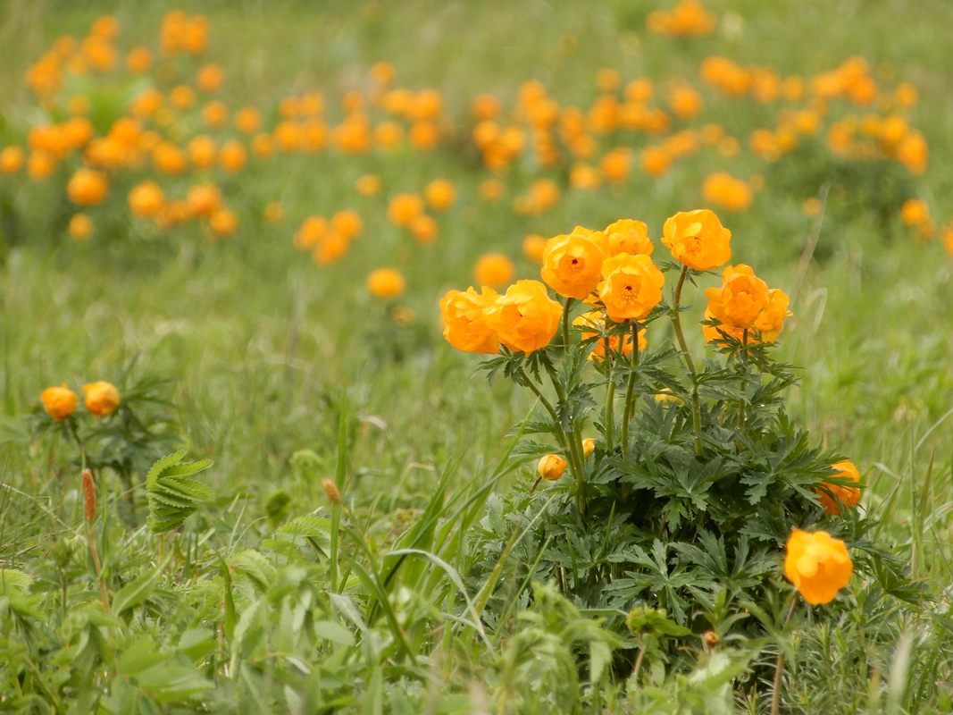 Изображение особи Trollius altaicus.