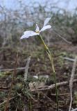 Narcissus obsoletus