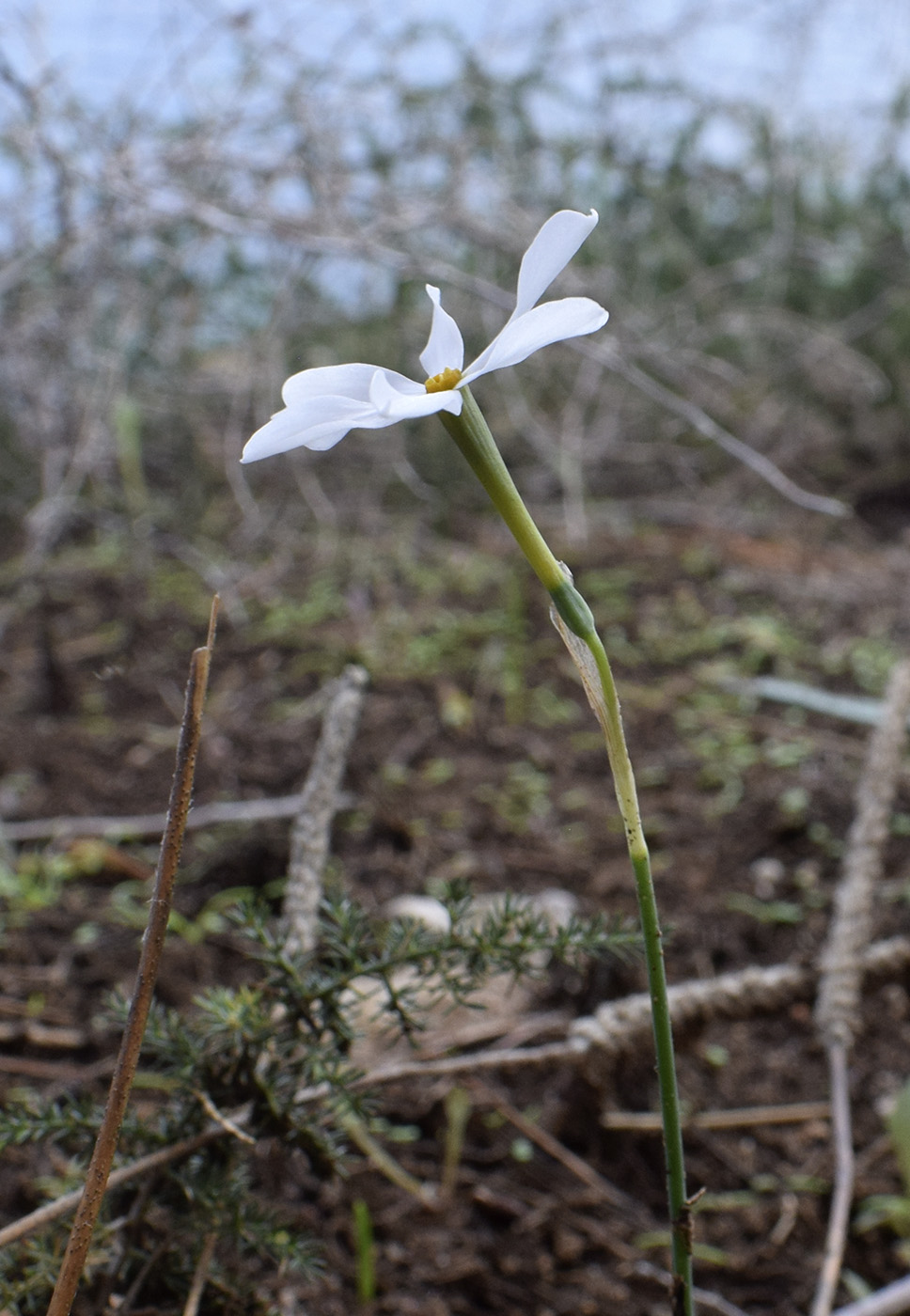 Image of Narcissus obsoletus specimen.