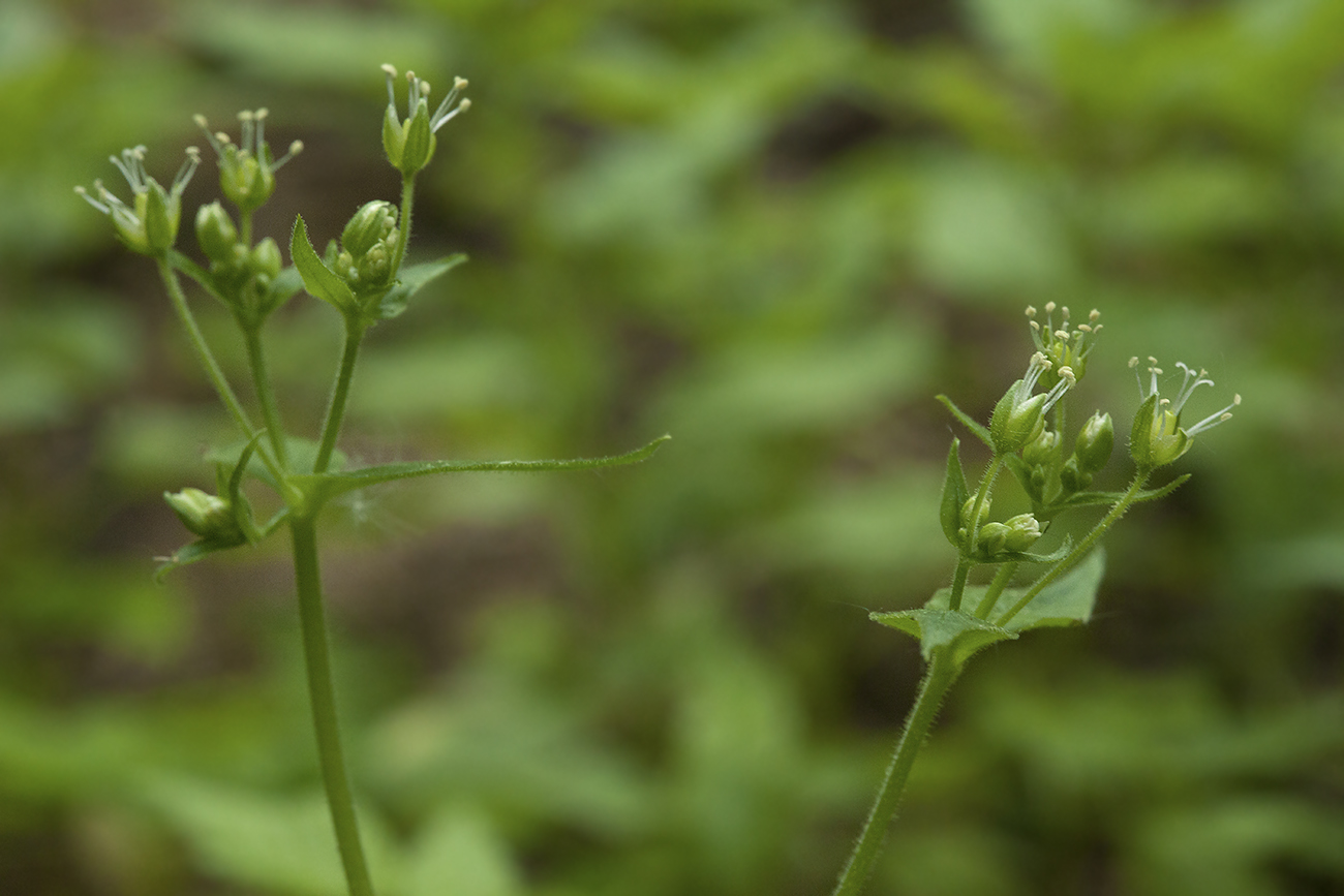 Image of Stellaria nemorum specimen.