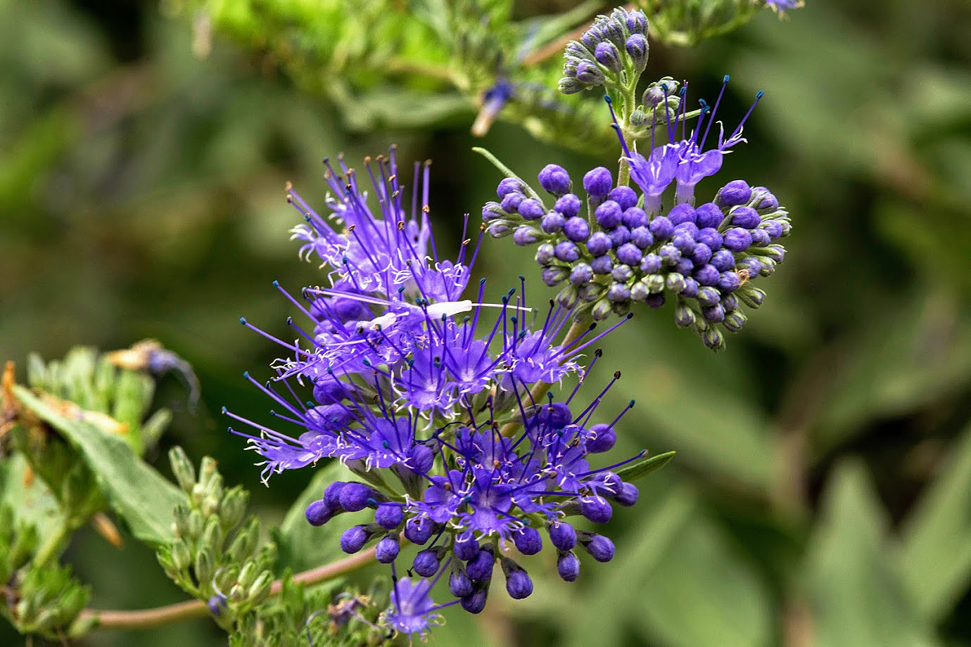 Изображение особи Caryopteris &times; clandonensis.