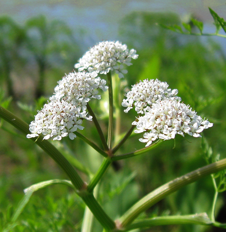Image of Oenanthe aquatica specimen.