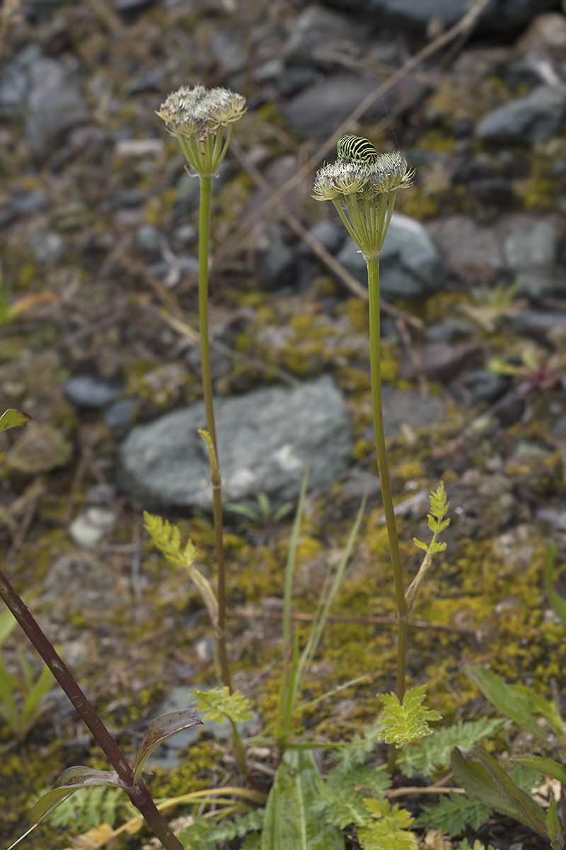 Image of Seseli condensatum specimen.