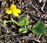 Ranunculus bullatus ssp. cytheraeus