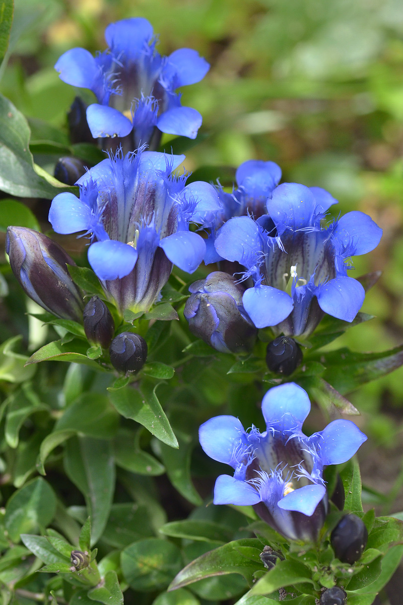 Изображение особи Gentiana septemfida.