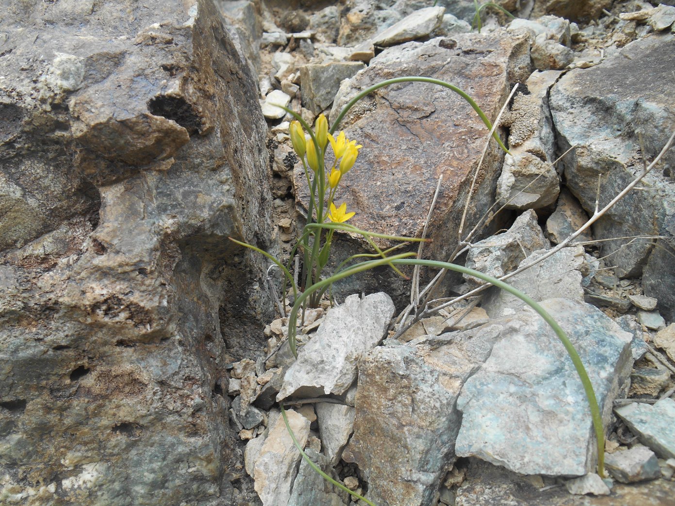 Image of genus Gagea specimen.