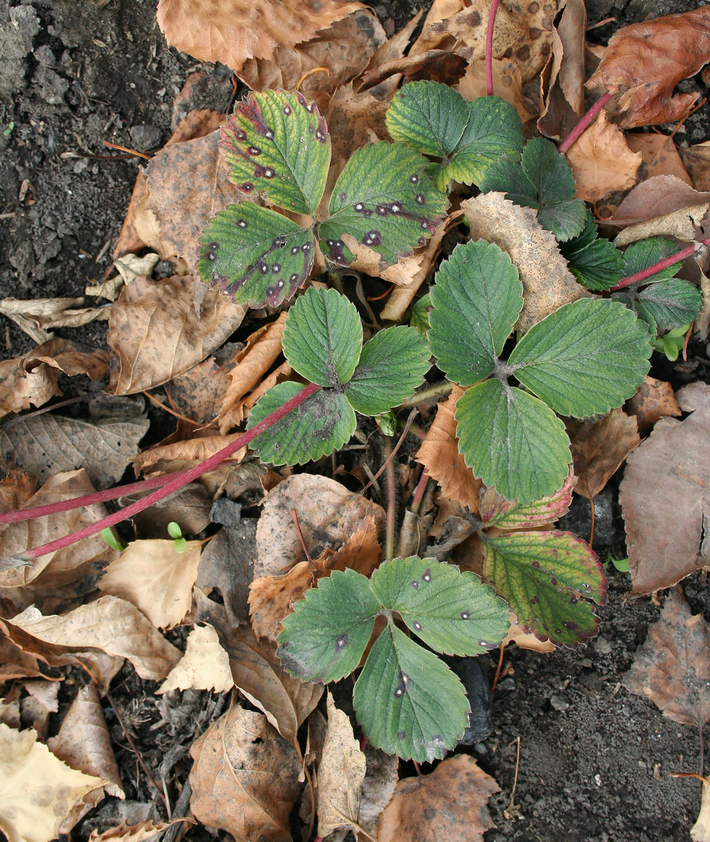 Image of Fragaria &times; ananassa specimen.