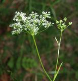 Pimpinella saxifraga