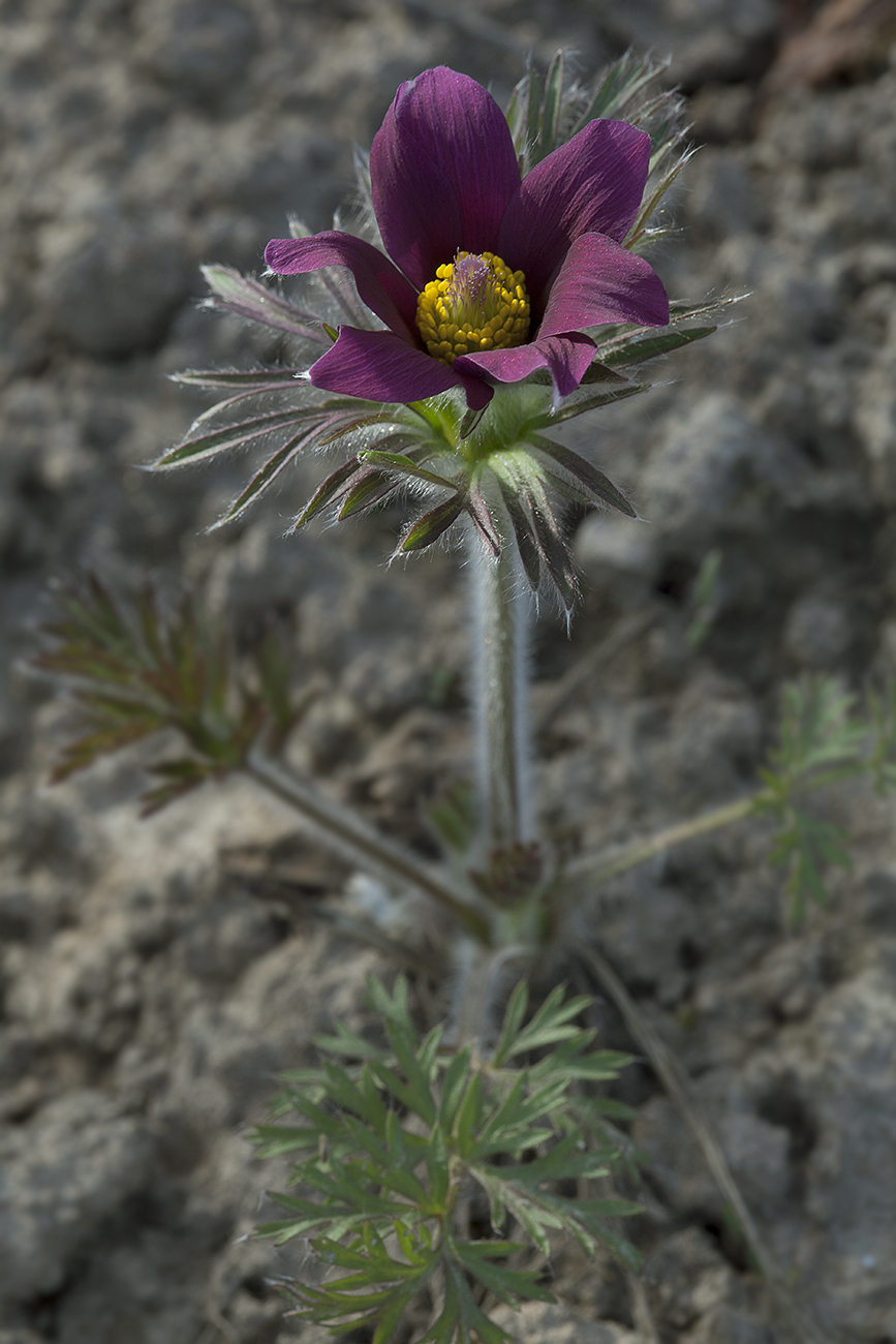 Image of Pulsatilla vulgaris specimen.