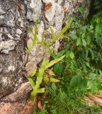 genus Phymatosorus
