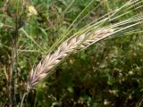 Hordeum distichon