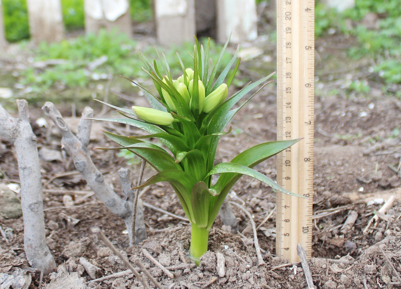 Image of Fritillaria raddeana specimen.