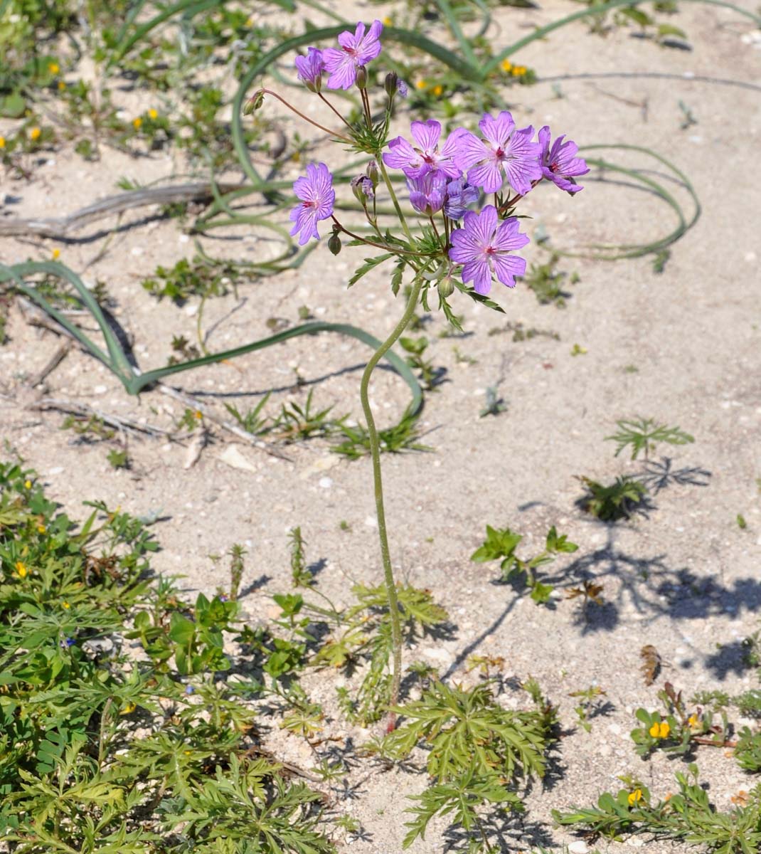 Изображение особи Geranium tuberosum.