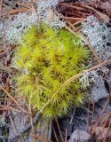 Dicranum polysetum. Вегетирующее растение в сообществе с Cladonia. Пермский край, Оханский р-н, Кунчурихинский бор, сосновый бор. 14.07.2018.