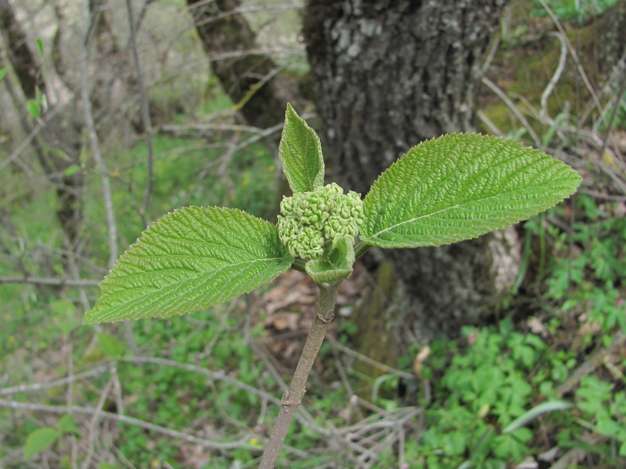 Image of Viburnum lantana specimen.