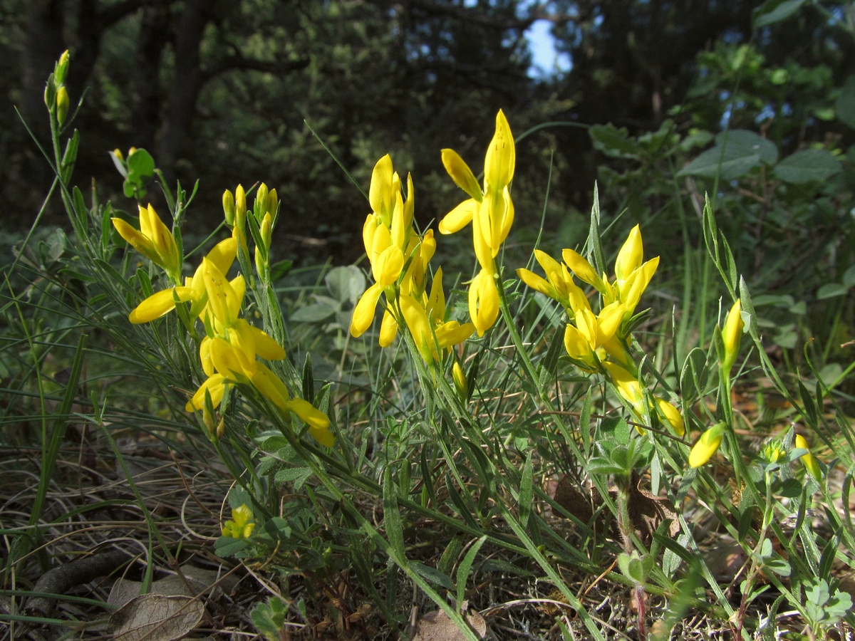 Image of Genista depressa f. pinetorum specimen.