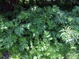 genus Heracleum. Заросли растений в стадии вегетативного роста. Мурманск, пр. Ленина, придорожный газон за магазином \"Эльдорадо\". 06.07.2010.