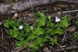 Oxalis acetosella. Цветущие растения. Турция, ил Артвин, окр. храма Отхта, некрутой травянистый склон с редкими деревьями и руинами монастыря. 22.04.2019.