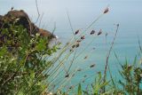 Schoenus nigricans