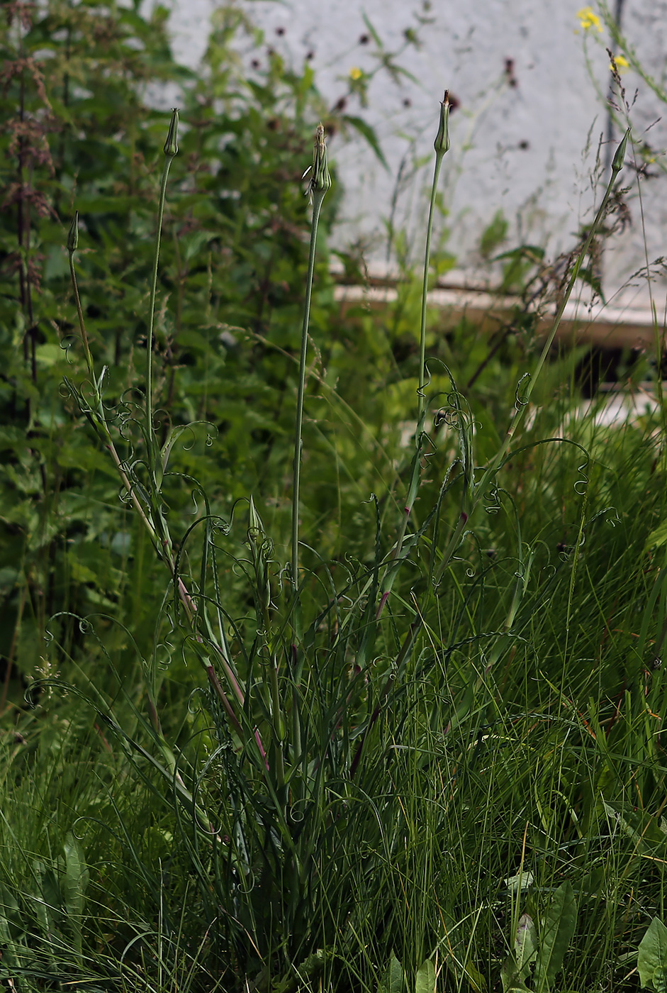 Image of Tragopogon pratensis specimen.