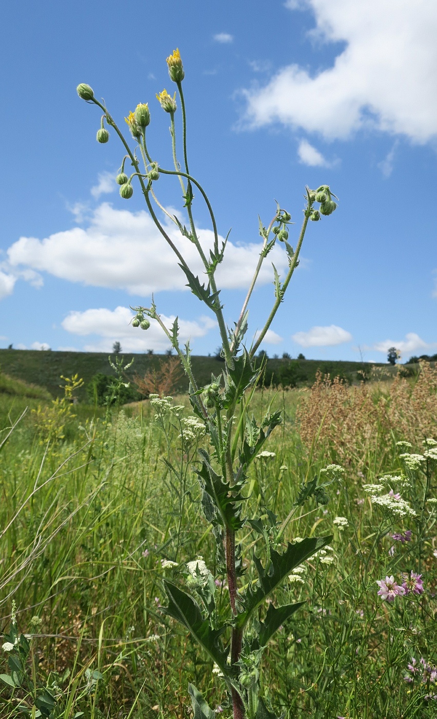 Image of Crepis rhoeadifolia specimen.