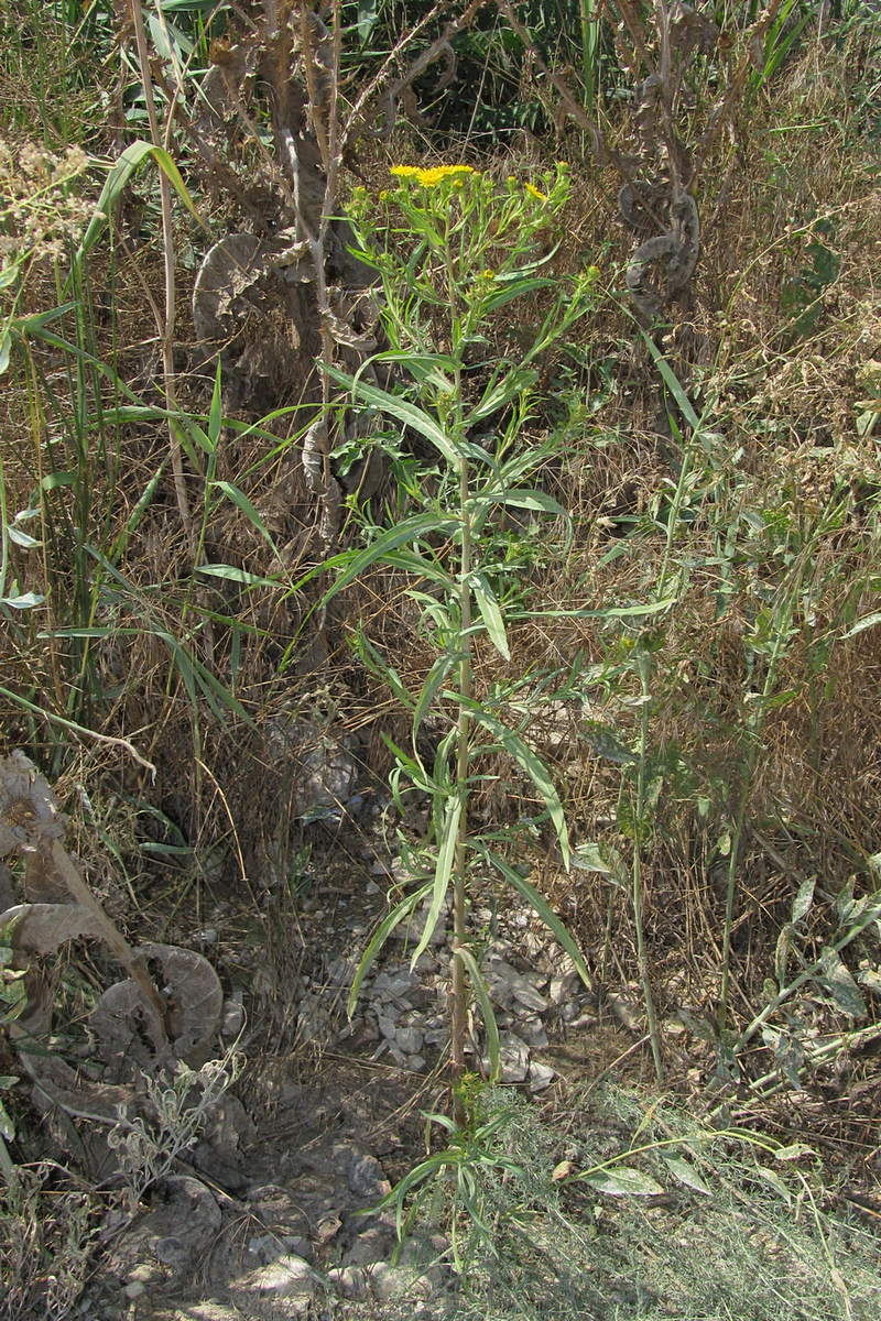 Image of Inula caspica specimen.