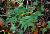 Lathyrus vernus. Верхушка плодоносящего растения. Сербия, национальный парк Тара, плоскогорье Равна Тара, опушка хвойно-лиственного леса. 08.07.2019.