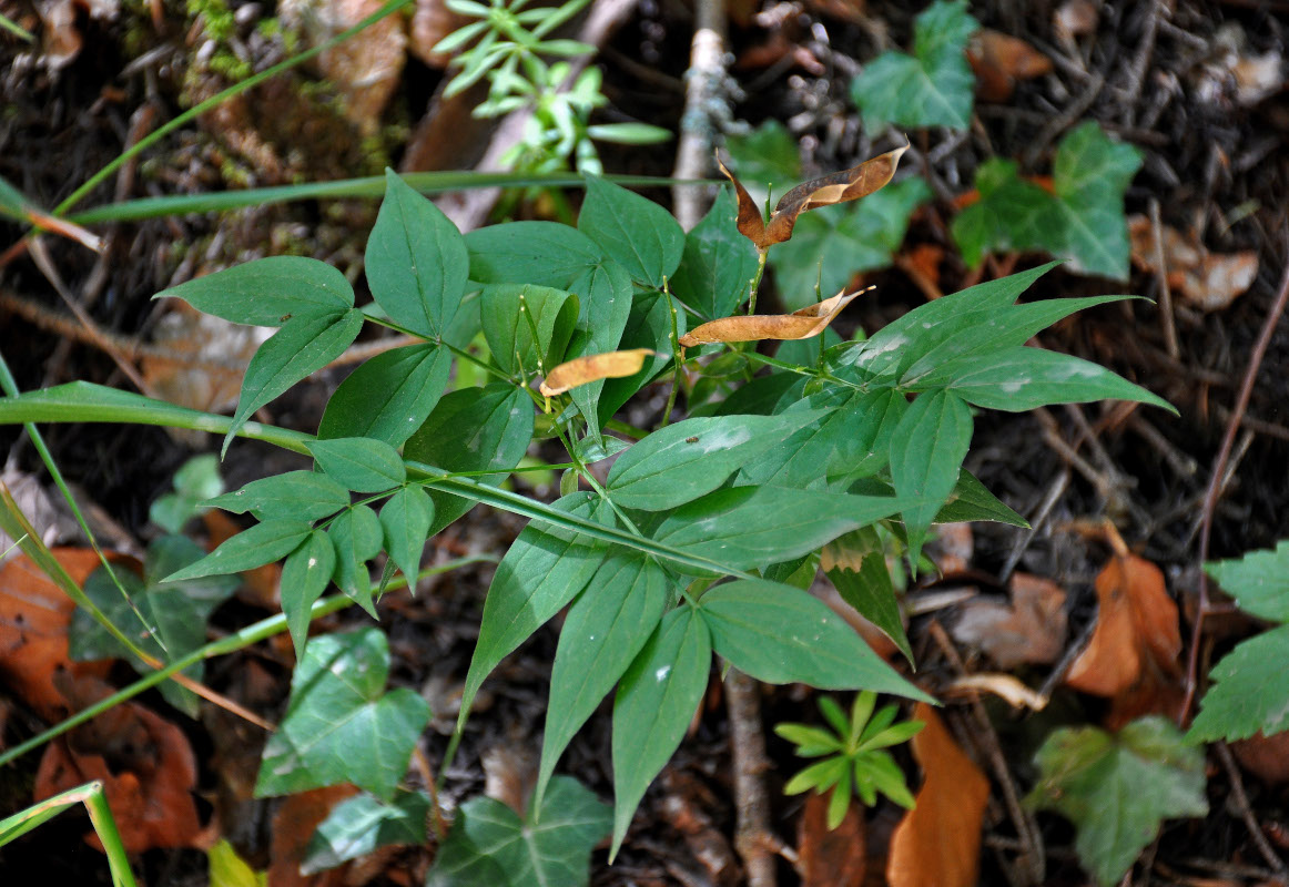 Изображение особи Lathyrus vernus.