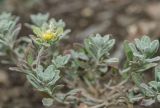 Odontarrhena obovata