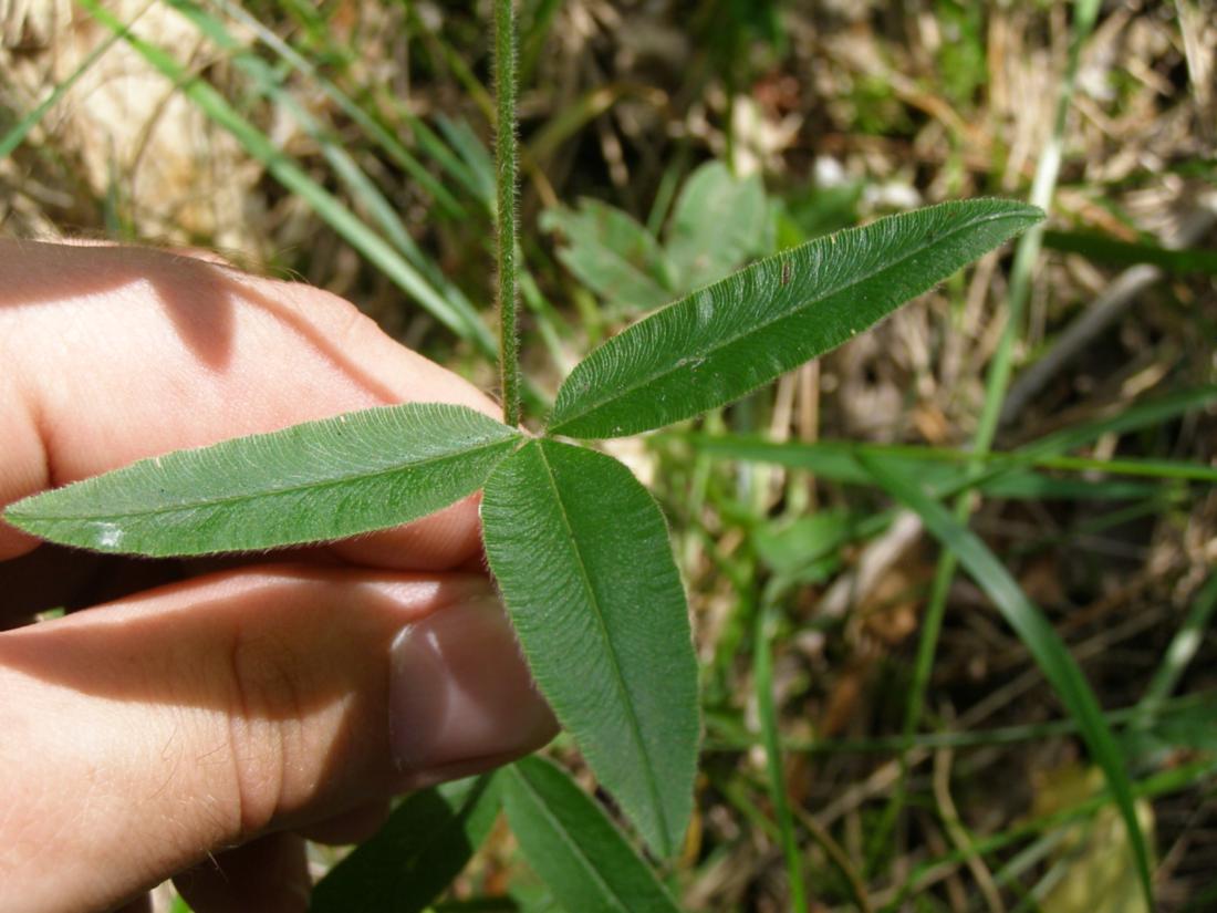 Image of Trifolium alpestre specimen.