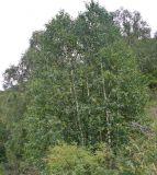 род Betula